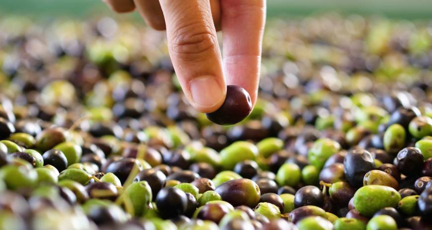 🌳 Olive heist of 74 tonnes in Spain 🇪🇸