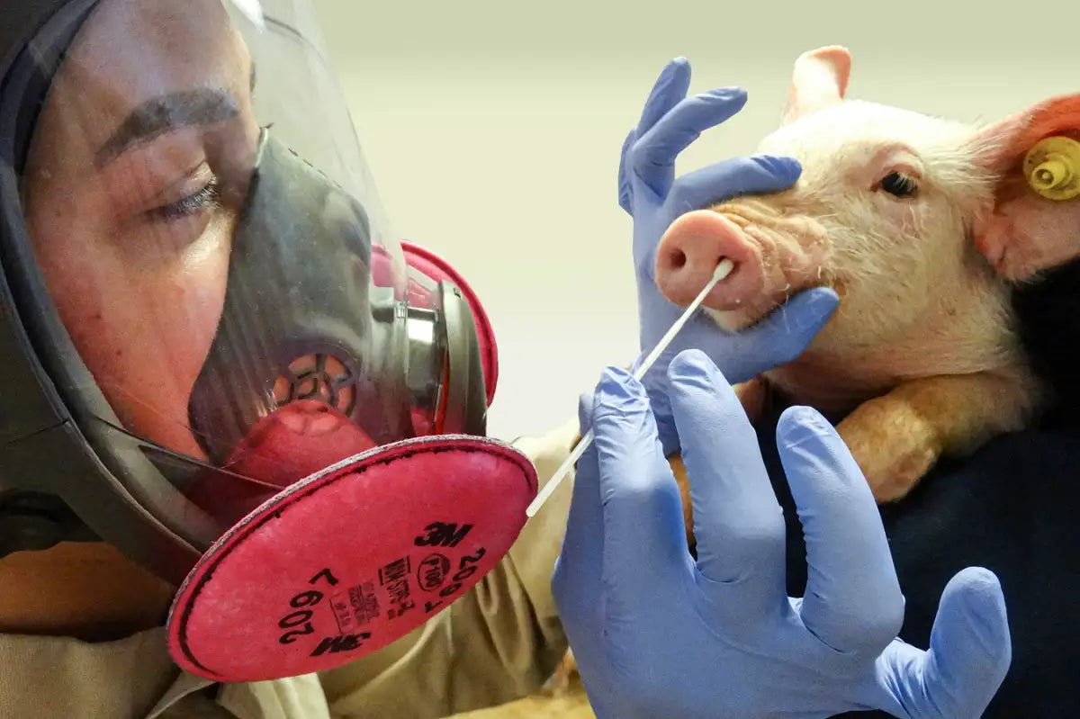 UK Discovers New Swine Flu Variant